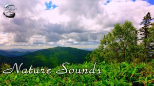 Шелест листьев бамбука и шум ветра. Звуки природы для отдыха, сна, медитации.