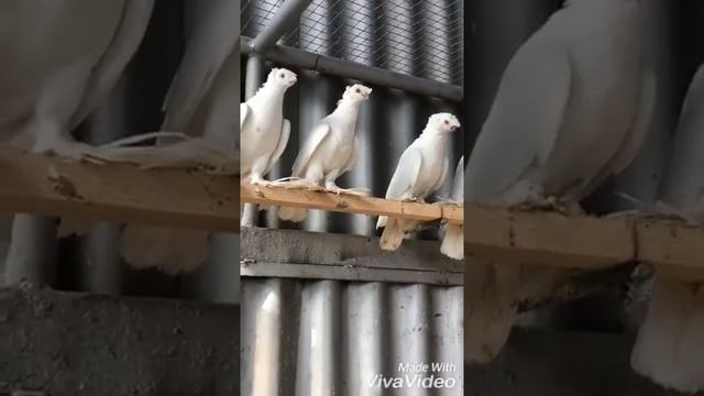 Узбекские голуби: Гульбадам. смотреть онлайн