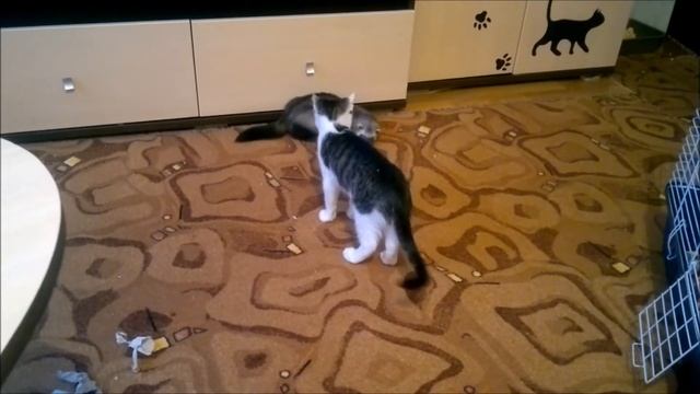 кот и хорек, смотреть онлайн