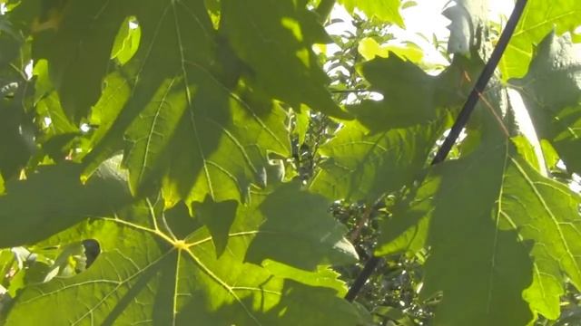 @Виноград 2018 Виноград Талдун Отзыв о винограде смотреть онлайн