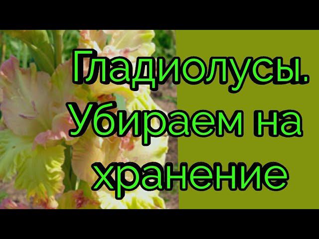 Гладиолусы.Убираем на хранение смотреть онлайн