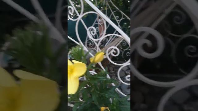 Бутон распускаются за 1 минуту  как называется цветок ?