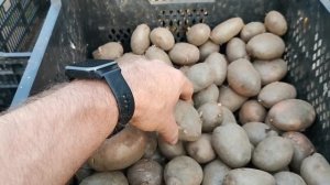 ТРИ болезни САРПО МИРА картофеля супер устойчивого к фитофторе! обратите на них пристальное внимани