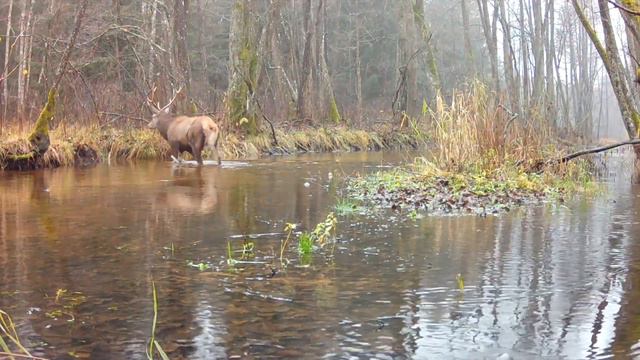 Что делают благородные олени осенью? / What do red deer do in the fall? смотреть онлайн