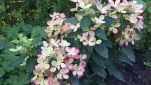 ПАСТЕЛЬ ГРИН нереально красивая гортензия!!! Она понравится каждому!
