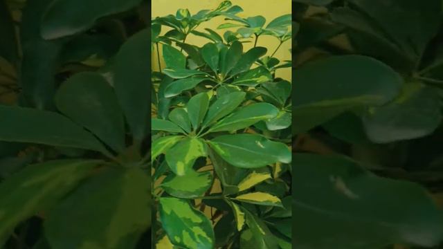 Schefflera flowers ☺️💐👇👇https://youtu.be/gNu4aY1b0p8 смотреть онлайн