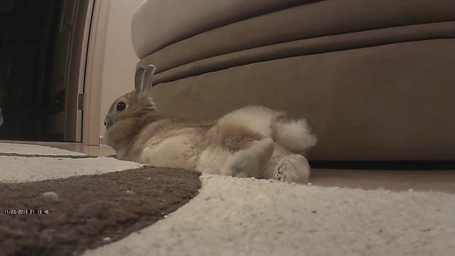 Кролики - живое украшение дома смотреть онлайн