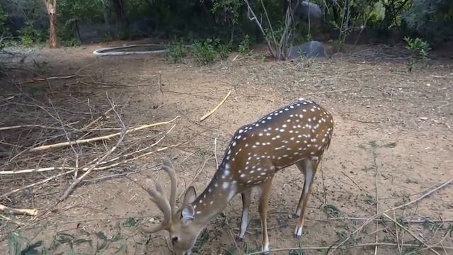 Mrugavani National Park | India Tourism Guide смотреть онлайн