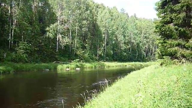 Лес. Река Оять. смотреть онлайн