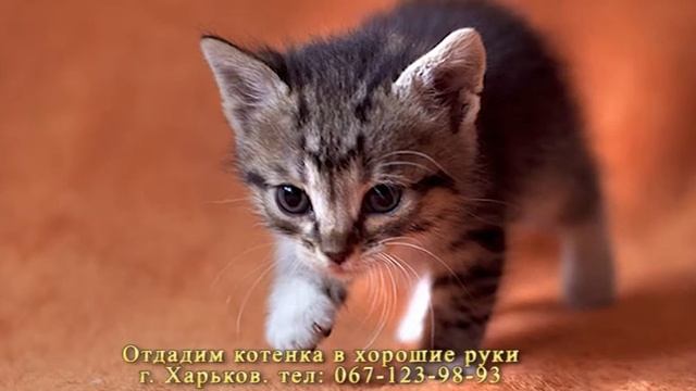 Отдам котенка в хорошие руки ( Украина, г. Харьков) смотреть онлайн