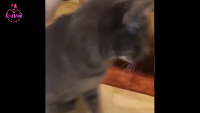 Смотри и улыбайся! Приколы животных 2020 смотреть онлайн