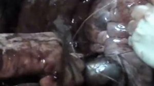 Кесарево сечение КРС.avi