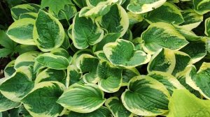 Хоста «Wide Brim», 20 июля 2023 года.