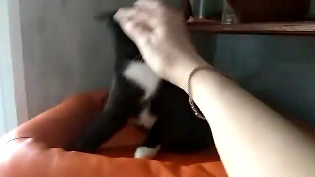 Кошка хорошие руки смотреть онлайн