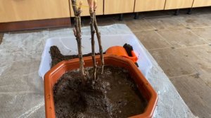 Получила саженец ПИОНА зимой.Как сохранить? Как сажать пион? Какой уход?