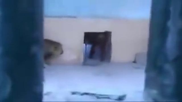 Stupid Zoo Keeper Almost Lost His Arm!!! смотреть онлайн