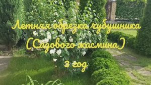 Летняя обрезка чубушника 3 год, перевод куста на сортовой размер