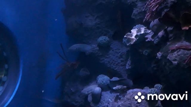 Акулы и скаты !!! Прекрасный подводный мир !!! ??? смотреть онлайн