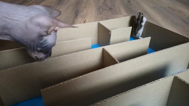 Cats vs Five Hamsters in a cardboard maze смотреть онлайн