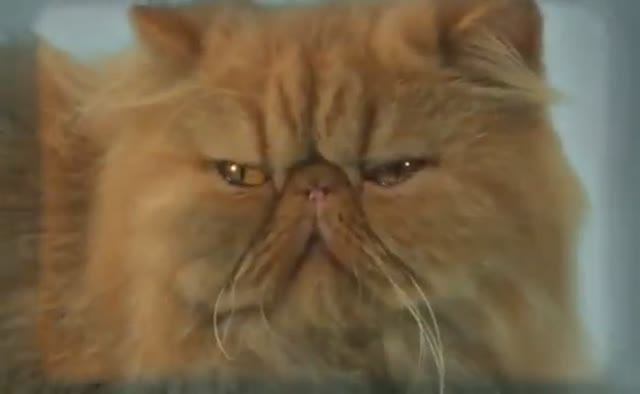 Discovery ДОМАШНИЕ КОШКИ смотреть онлайн