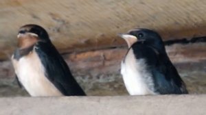 Ласточкино гнездо. Ласточка свила гнездо в хозяйственных постройках. Ласточата уже учатся летать.