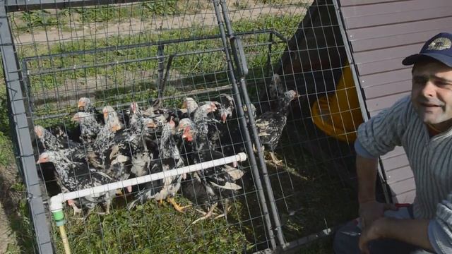 Куры пушкинской породы, 77 дней в тракторе. смотреть онлайн