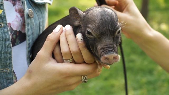 Мини-пиги. Владельцы о питомцах смотреть онлайн