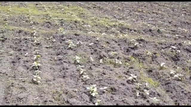 ЕС САВАНА быстрый старт. Подсолнечник евралис смотреть онлайн