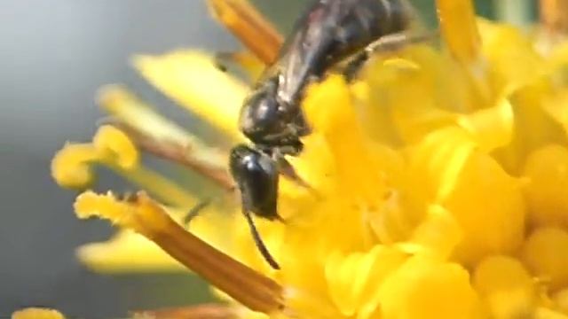 Halictidae Sp. ; ?_Lasioglossum Transpositum_