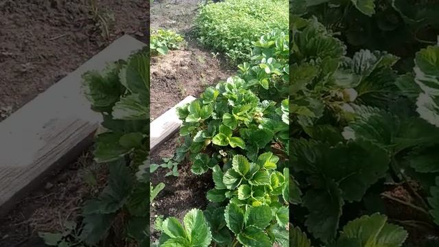 #обзор посадок на даче# урожай в июне в сибири# тепличные урожаи# помидоры в июне# цветы # смотреть онлайн