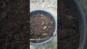 ПОСАДКА КРЫЖОВНИКА ВЕСНОЙ ?