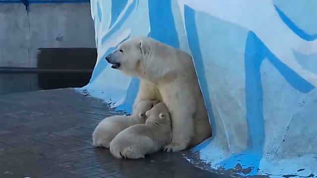 Мама,пора покушать.... смотреть онлайн