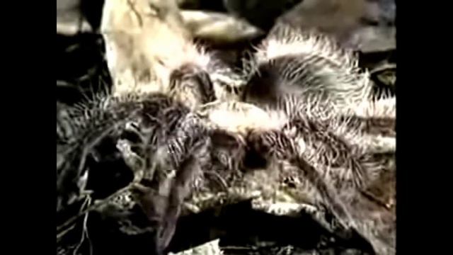 сколопендра в деле, сколопендра против скорпиона, тарантула, лягушки, шершня. смотреть онлайн