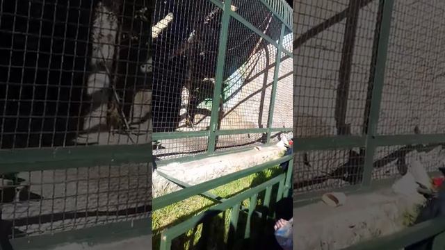 Зоопарк екатеринбург смотреть онлайн