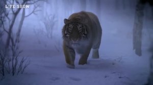 Амурский Тигр убивает Льва, который стал на его Пути / Лев против Тигра