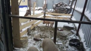 содержание свиней  зимой в сарае