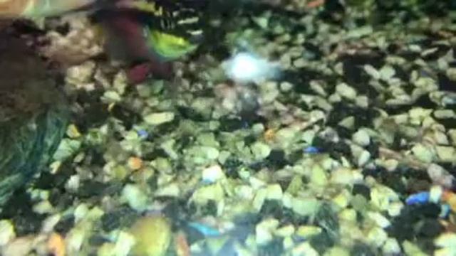 пельматохромис крибензис - цихлида попугай Pelvicachromis Pulcher рост мальков смотреть онлайн