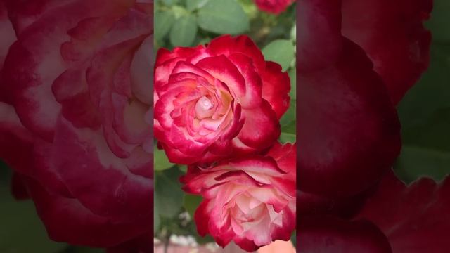 Роза Юбилей принца де Монако. смотреть онлайн