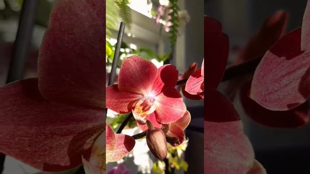 Фаленопсис "Горизонт" ❤️?❤️?❤️? Phalenopsis Horizon смотреть онлайн