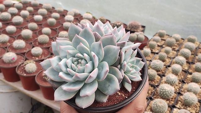 Echeveria Blue Bird, información y cuidados.🐢🙂🌵 смотреть онлайн