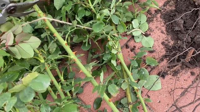 Розы. Пересадка взрослой розы. Не бойтесь пересаживать розы - это совсем не сложно.??? смотреть онлайн