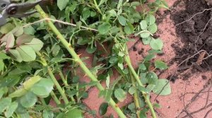 Розы. Пересадка взрослой розы. Не бойтесь пересаживать розы - это совсем не сложно.???