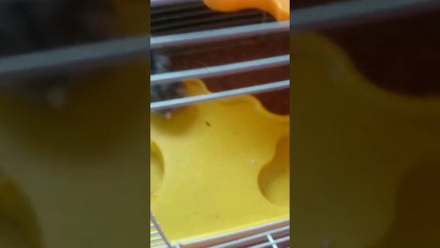 ХОМКИ сказка часть 1 смотреть онлайн