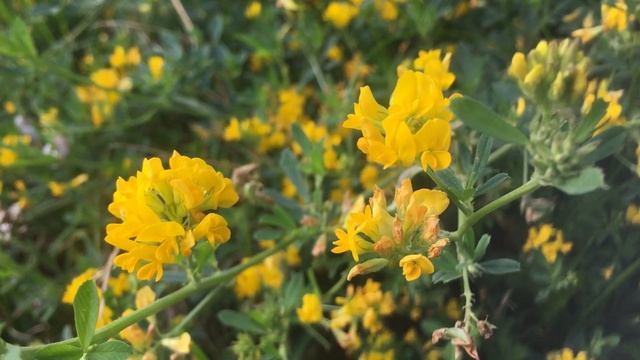 29 сентября ЛЮДМИЛИН ДЕНЬ. Народный праздник - ПТИЧЬЕ ГОЛОШЕНИЕ смотреть онлайн