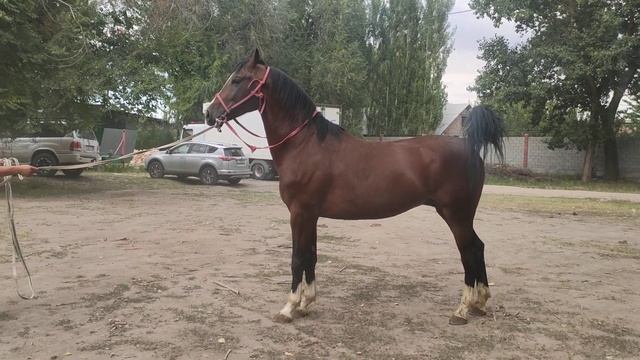 ПРОДАН!!! мощный Спортивный Жеребец. +996552603006 смотреть онлайн