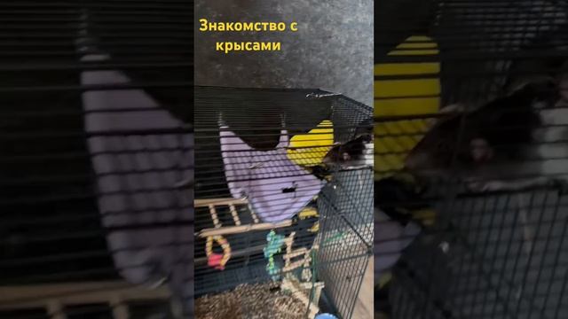 Мопс и крысы #мопс #черныймопс #дрессировкасобаки смотреть онлайн