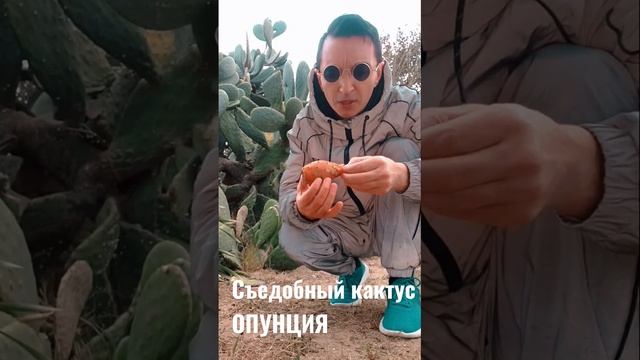 съедобный кактус #ОПУНЦИЯ #северныйкипр #съедобныйкактус #кактуснаобед #домнакипре #shorts #кактус смотреть онлайн