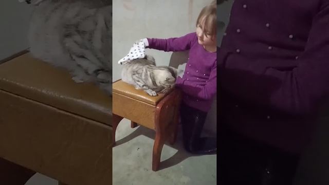Если много шерсти от кошки смотреть онлайн
