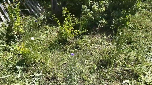 ПРИЕХАЛА МАМА НА ПОМОЩЬ/УБОРКА В ОГОРОДЕ/УБОРКА В ДОМИКЕ смотреть онлайн