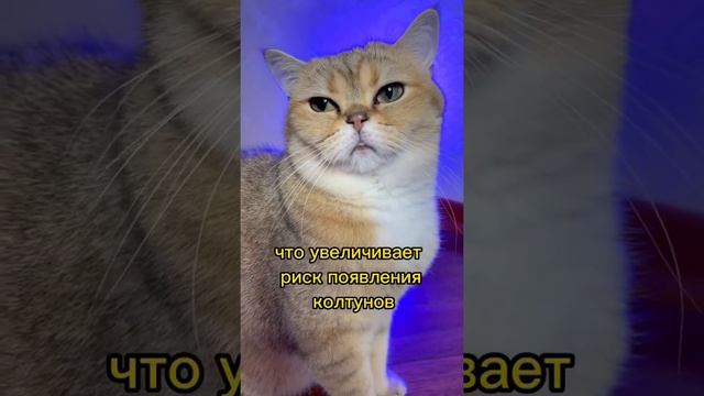 Почему не стоит стричь кошек? Часть 2 ❌✂️ смотреть онлайн